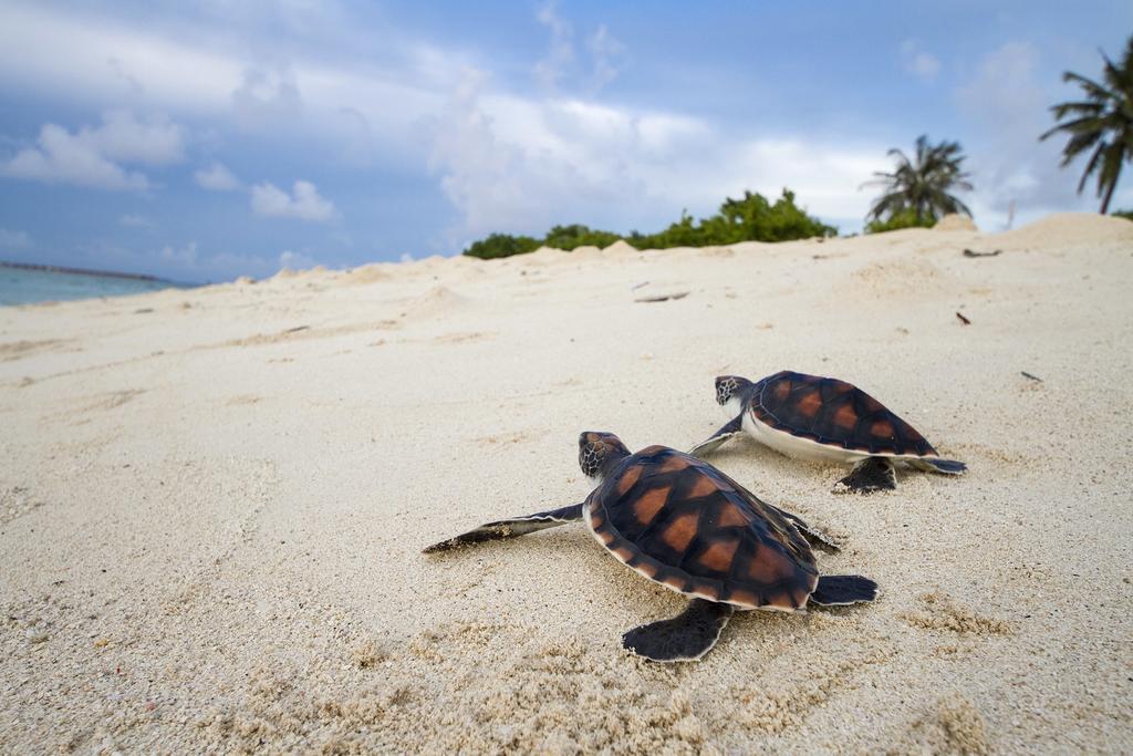 Tropic Tree Maldives Hotel Gulhi Exterior foto